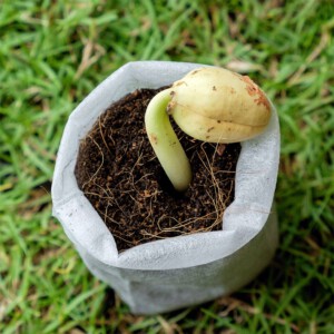 WORECZKI do SADZENIA ROŚLIN SADZONEK ROZSADA Biodegradowalne 100szt 8x10cm - miniatura 2