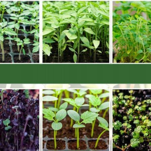 MINI SZKLARNIA LED 5x Lampek 5x Szklarni USB Regulowana wentylacja ROZSADA - miniatura 12