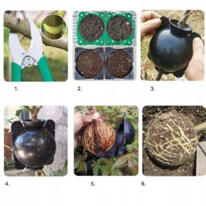 KULE Ukorzeniana SADZONKI Ukorzeniacz ROZMNAŻANIE Sad ROŚLIN KLONOWANIE 10x - miniatura 2