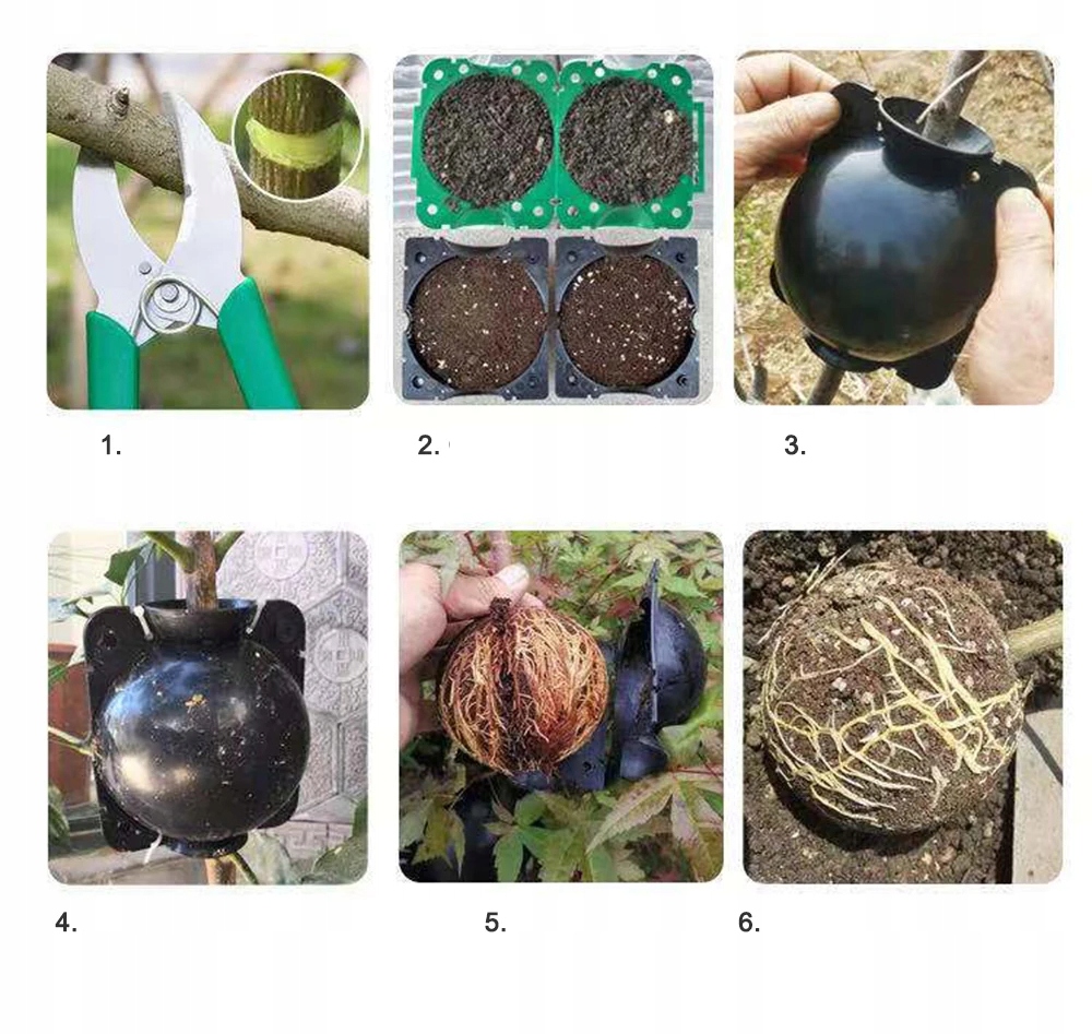 KULE Ukorzeniana SADZONKI Ukorzeniacz ROZMNAŻANIE Sad ROŚLIN KLONOWANIE 10x - obrazek 2