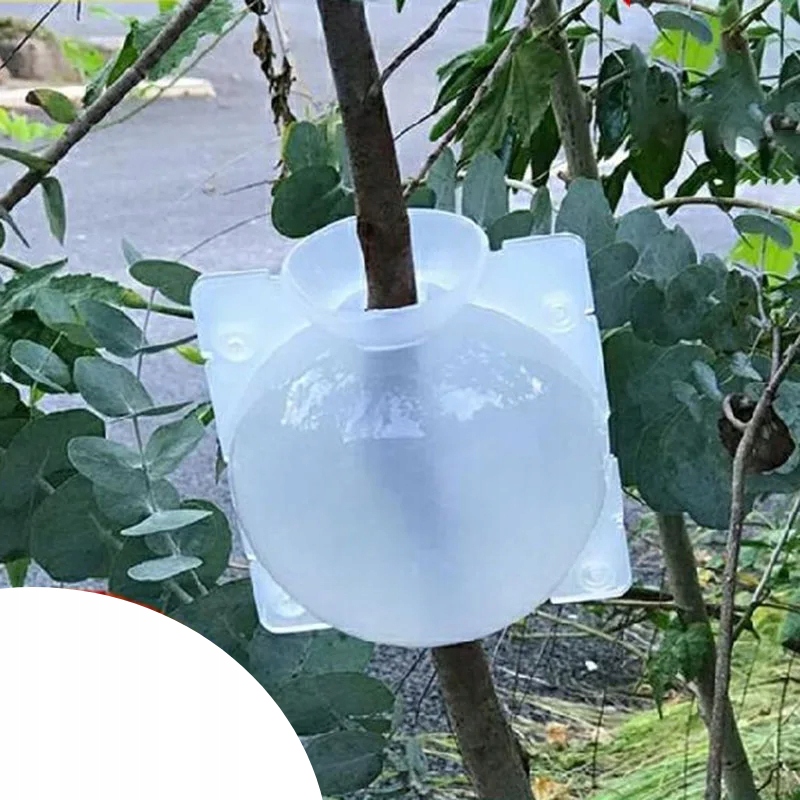 KULE Ukorzeniana SADZONKI Ukorzeniacz ROZMNAŻANIE Sad ROŚLIN KLONOWANIE 10x - obrazek 5