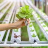 ROZSADA ZESTAW STARTOWY INSPEKT SADZONKI 120 WKŁADÓW PODŁOŻE HYDROPONIKA - miniatura 3