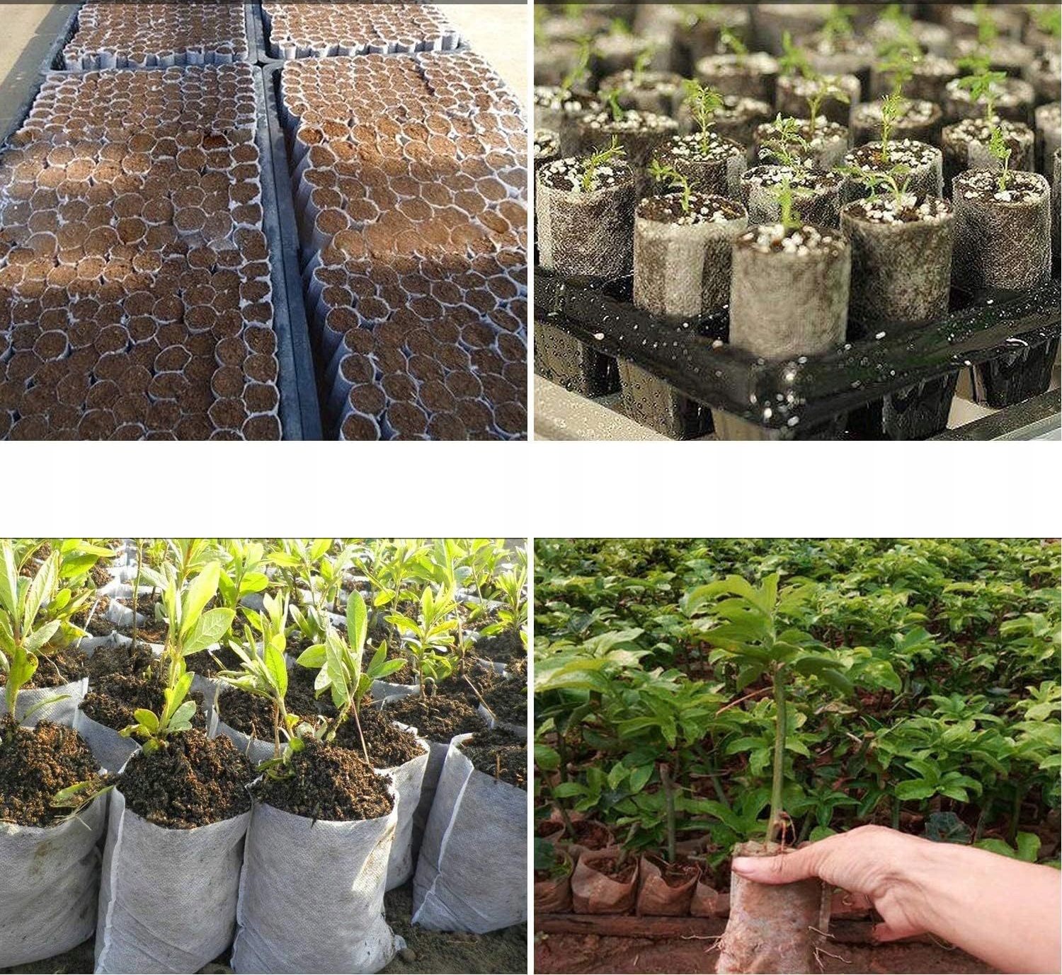 WORECZKI do SADZENIA ROŚLIN SADZONEK ROZSADA Biodegradowalne 100szt 8x10cm - obrazek 13