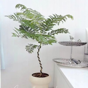SZTUCZNA Roślina JAKARANDA MIMOZA W DONICZCE REALISTYCZNA 110cm DOM BIURO - miniatura 5