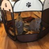 KOJEC LEGOWISKO KENNEL DLA PSA KOTA 112cm roz. XL - miniatura 10