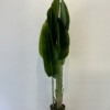 SZTUCZNA Roślina PALMA Strelitzia RAJSKI PTAK W DONICZCE REALISTYCZNA 180cm - miniatura 4