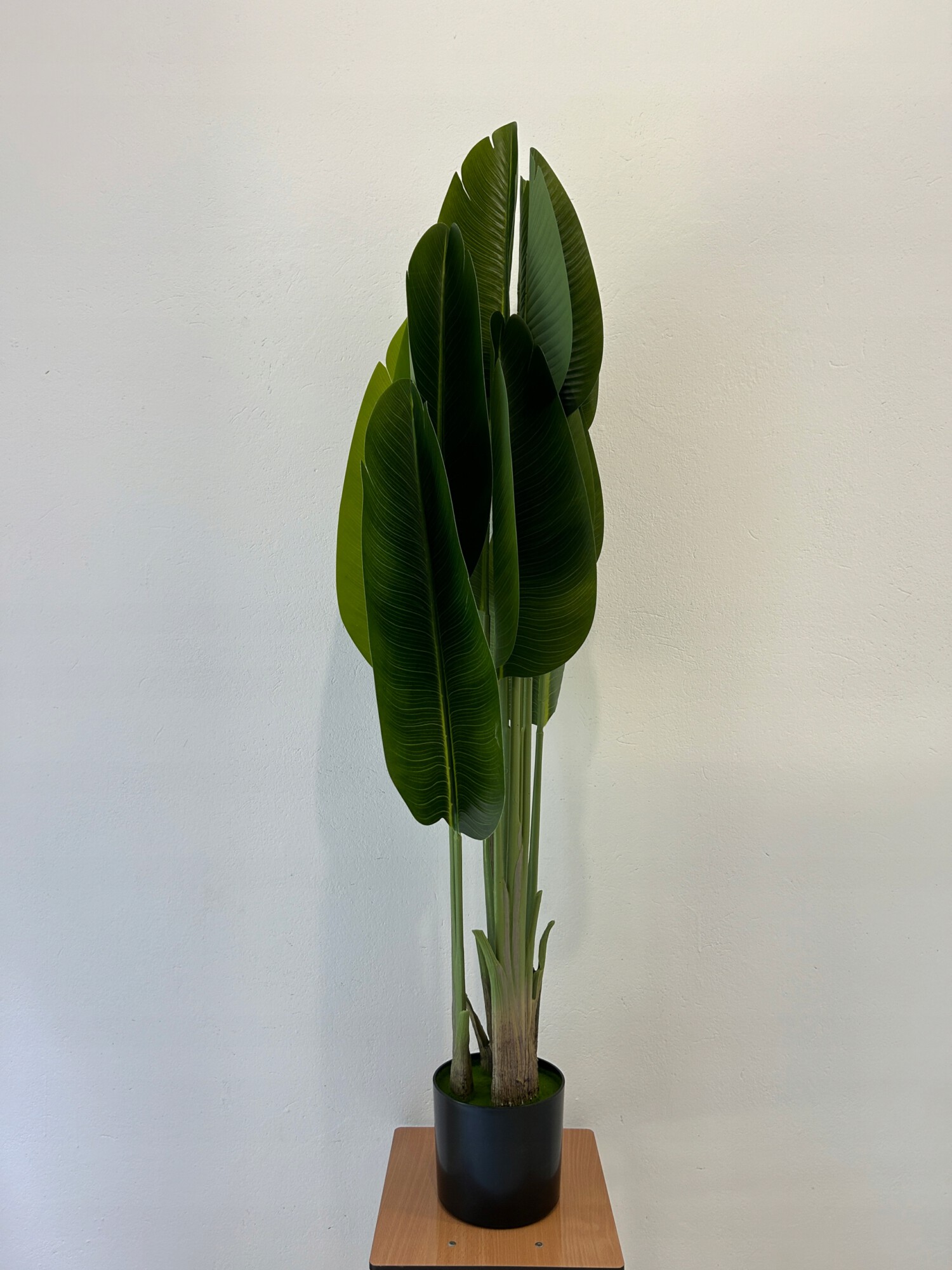 SZTUCZNA Roślina PALMA Strelitzia RAJSKI PTAK W DONICZCE REALISTYCZNA 180cm - zdjęcie 4