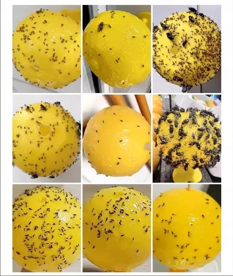 LEP NA MUCHY ZIEMIÓRKI MUSZKI OWOCÓWKI MSZYCE PUŁAPKA LEPOWA NA OWADY KULA - obrazek 8