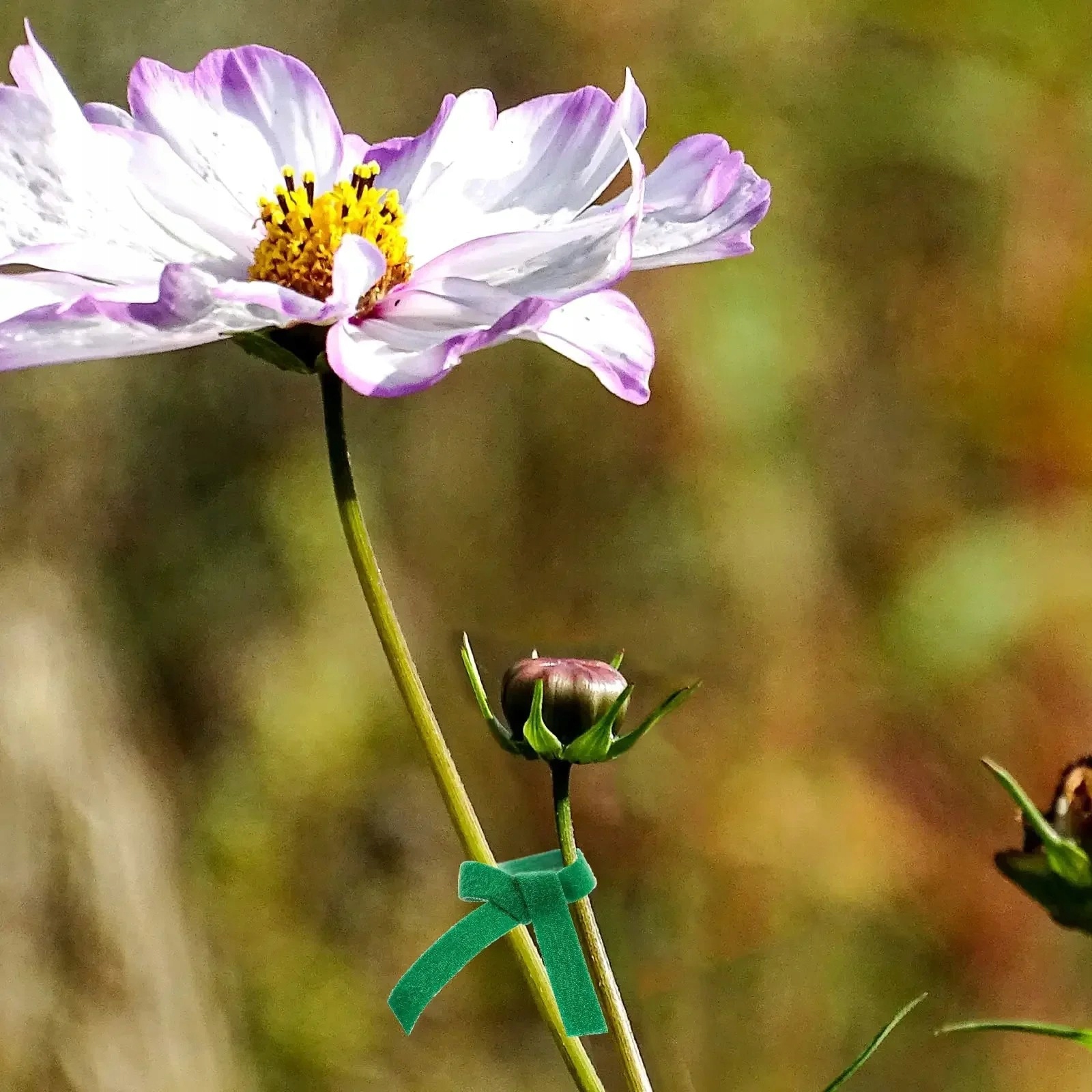 Rzep do SPINANIA ROŚLIN TAŚMA 3m x 10mm DO POMIDORÓW OGÓRKÓW WARZYW OGRODU - obrazek 10