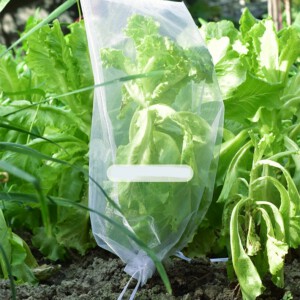 WORECZKI Osłony NA OWOCE WARZYWA SZKODNIKI 50szt - miniatura 12