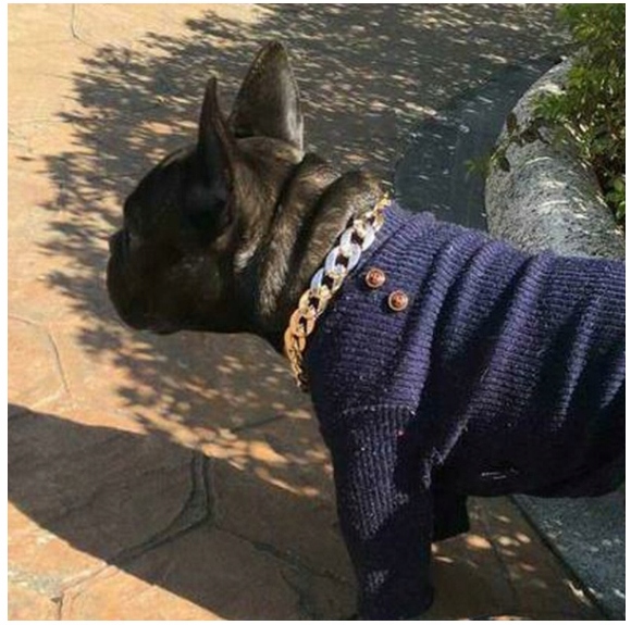 Obroża dla psa Łańcuch ZŁOTY Pozłacany AG01 - obrazek 3