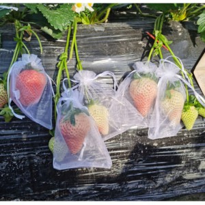 WORECZKI Osłony NA OWOCE WARZYWA SZKODNIKI 50szt - miniatura 11