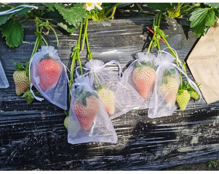 WORECZKI Osłony NA OWOCE WARZYWA SZKODNIKI 20szt - obrazek 11