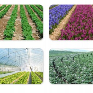 Agrotkanina z Otworami Czarna FOLIA OTWORY SADZONKI na chwasty 10m - miniatura 2