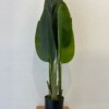 SZTUCZNA Roślina PALMA Strelitzia RAJSKI PTAK W DONICZCE REALISTYCZNA 120cm - miniatura 4