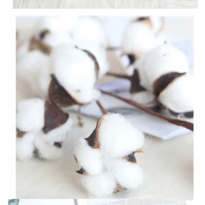 NATURALNA ROŚLINA BAWEŁNA GAŁĄZKA DEKORACYJNA OZDOBA RESTAURACJA SALON 53cm - miniatura 7