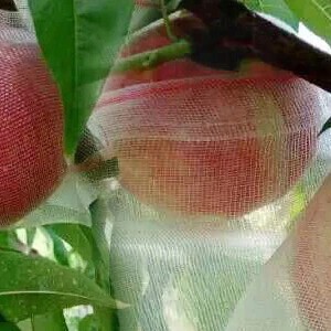 WORECZKI Osłony NA OWOCE WARZYWA SZKODNIKI 50szt - miniatura 16