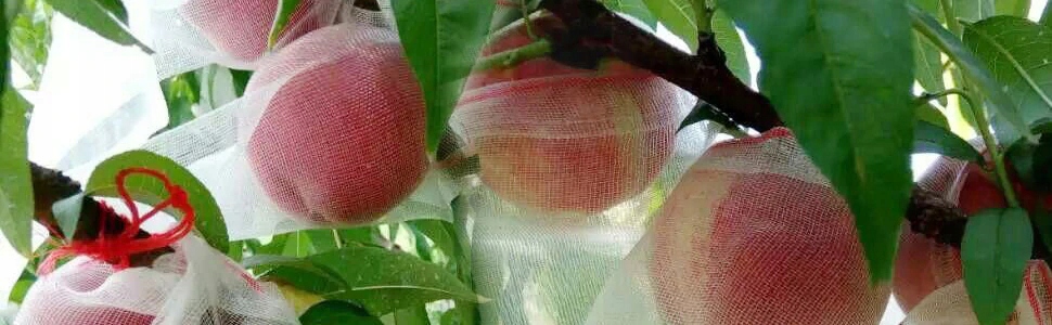 WORECZKI Osłony NA OWOCE WARZYWA SZKODNIKI 20szt - obrazek 16