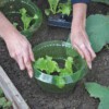 OSŁONA DO WARZYW NA ŚLIMAKI SZKODNIKI SAŁATY Sadzonek SKUTECZNA EKO 10sztuk - miniatura 9