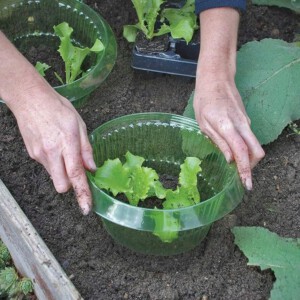 OSŁONA DO WARZYW NA ŚLIMAKI SZKODNIKI SAŁATY Sadzonek SKUTECZNA EKO 10sztuk - miniatura 9