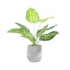 SZTUCZNA ROŚLINA KWIAT W DONICZCE DO DOMU BIURA REALISTYCZNA DIEFFENBACHIA - miniatura 3