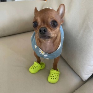 Buty KLAPKI Antypoślizgowe dla ZWIERZĄT PSÓW KOTÓW CHODAKI 1 PARA ZIELONE - miniatura 9