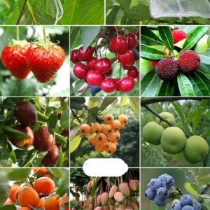 WORECZKI Osłony NA OWOCE WARZYWA SZKODNIKI 50szt - miniatura 6