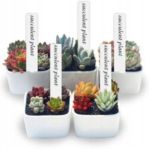 Znaczniki do ROŚLIN TABLICZKI Etykiety WIELOKROTNEGO UŻYTKU Ogrodowe 100szt - miniatura 5