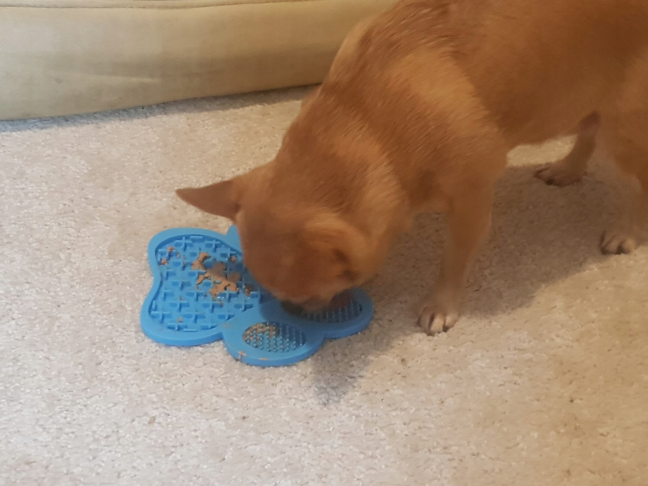 TACKA DO LIZANIA ANTYSTRESOWA WOLNE JEDZENIE XL ZABAWKA DLA PSA KOTA - obrazek 5