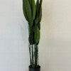 SZTUCZNA Roślina PALMA BANANOWIEC XXL W DONICZCE REALISTYCZNY 110cm - miniatura 5