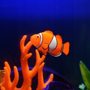 OZDOBA AKWARIOWA RYBKA SZTUCZNA Pływająca NEMO - miniatura 3
