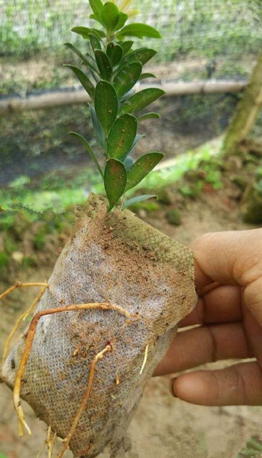 WORECZKI do SADZENIA ROŚLIN SADZONEK ROZSADA Biodegradowalne 100szt 8x10cm - obrazek 11