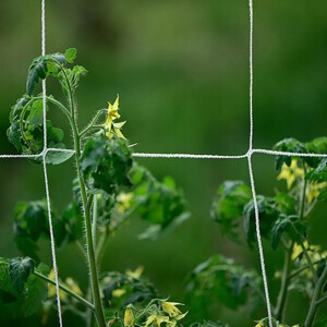 Siatka OGRODOWA OGÓRKI FASOLA Pnących WINOGRON 167 5m ROŚLIN PODPORA Trejaż - miniatura 5