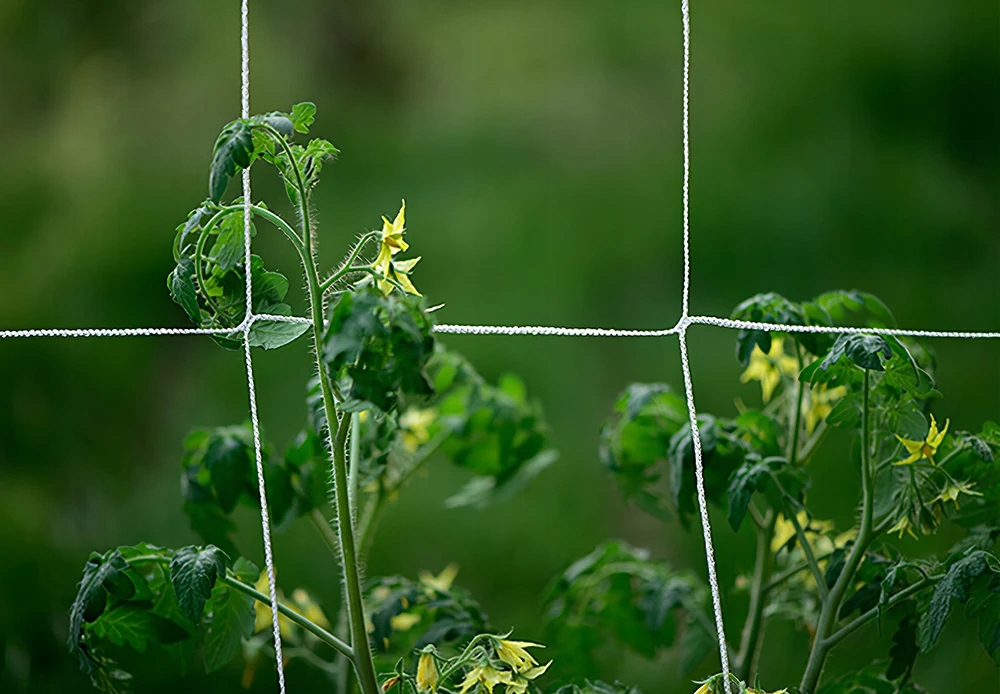 Siatka OGRODOWA OGÓRKI FASOLA Pnących WINOGRON 167 5m ROŚLIN PODPORA Trejaż - obrazek 5