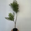SZTUCZNA Roślina JAKARANDA MIMOZA W DONICZCE REALISTYCZNA 110cm DOM BIURO - miniatura 7
