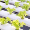 ROZSADA ZESTAW STARTOWY INSPEKT SADZONKI 120 WKŁADÓW PODŁOŻE HYDROPONIKA - miniatura 5