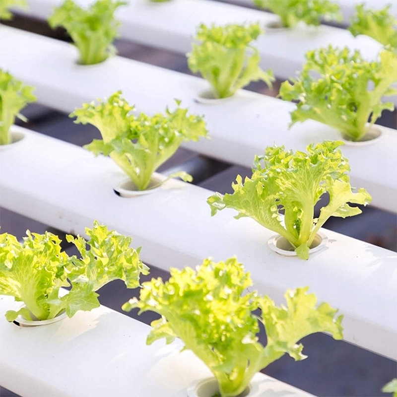 ROZSADA ZESTAW STARTOWY INSPEKT SADZONKI 120 WKŁADÓW PODŁOŻE HYDROPONIKA - obrazek 5