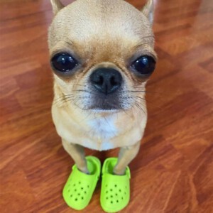 Buty KLAPKI Antypoślizgowe dla ZWIERZĄT PSÓW KOTÓW CHODAKI 1 PARA ZIELONE - miniatura 12