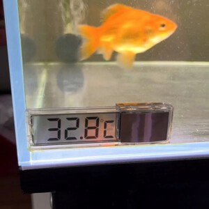 TERMOMETR DO AKWARIUM AKWARIOWY BATERIA ZEWNĘTRZNY DO TERRARIUM BIAŁY - miniatura 11