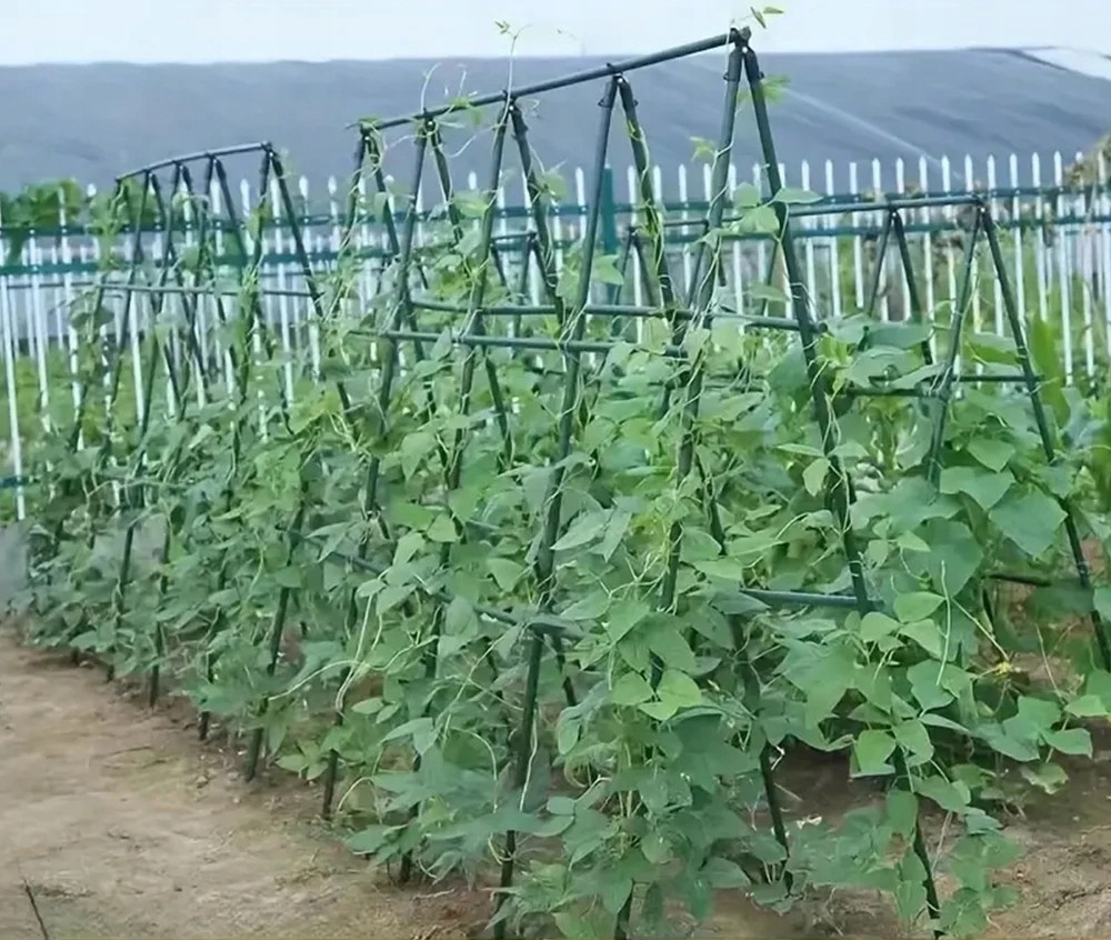 STELAŻ Szklarnia Tunel Szkielet OGRODOWY do UPRAW POMIDORÓW OGÓRKÓW FASOLKA - zdjęcie 5