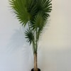 SZTUCZNA Roślina PALMA Wachlarzowa XXL W DONICZCE REALISTYCZNA 160cm - miniatura 7