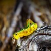 Wobler pasikonik konik polny przynęta wędkarska szczupak sandacz 4cm 3g - miniatura 4