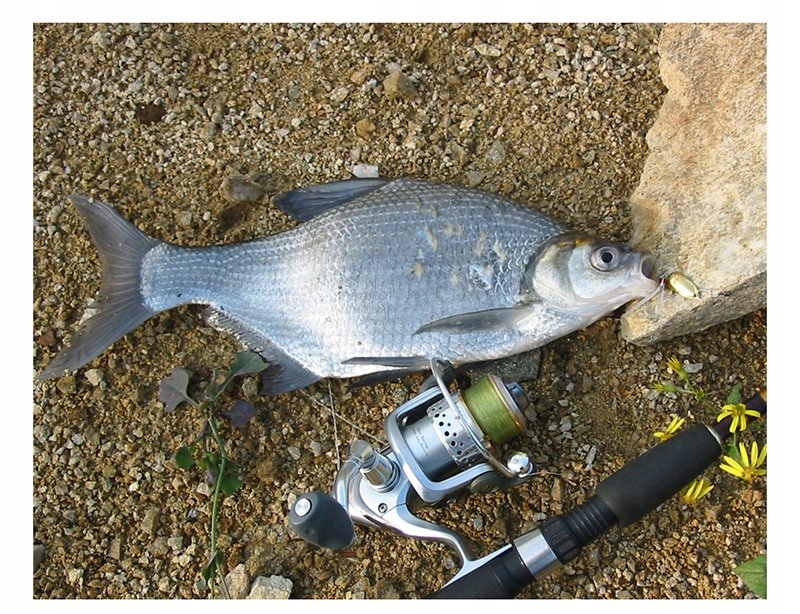 Błystka blacha szczupak sandacz 15g 5,1cm 2kotwice - obrazek 15