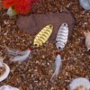 Błystka blacha szczupak okoń sandacz 7,5g 3,4cm - miniatura 15