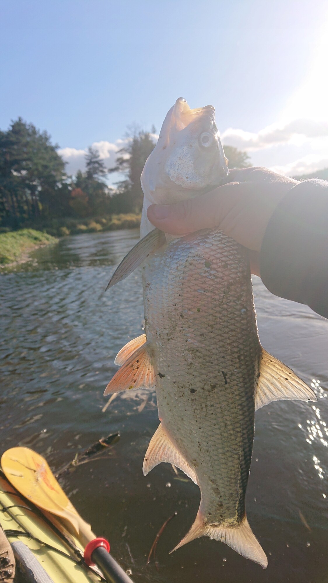 Przynęta popper flopper wobler na szczupaka sum szczupak sandacz 06 10 cm - obrazek 8