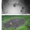 Fotopułapka fhd 1080p ir nocna 36mp 120st menu pl - miniatura 3
