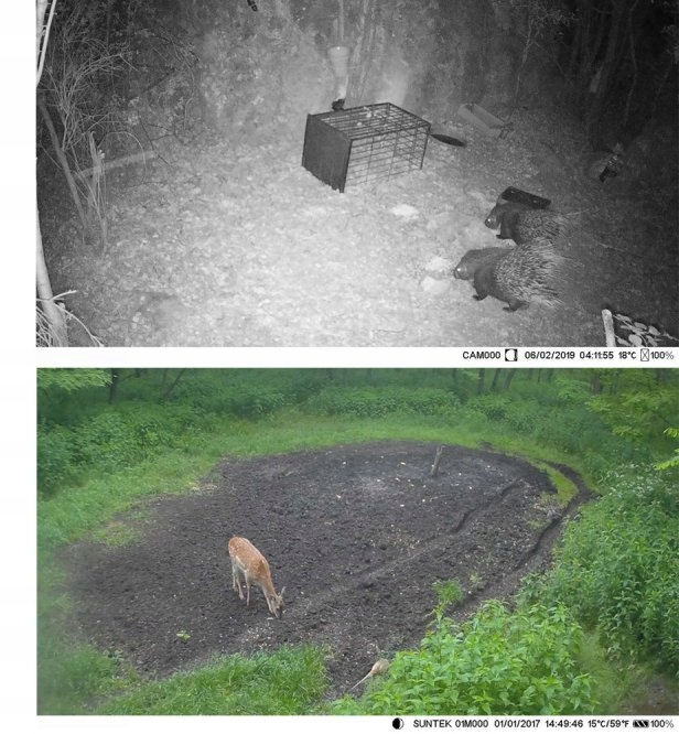 Fotopułapka fhd 1080p ir nocna 36mp 120st menu pl - obrazek 3