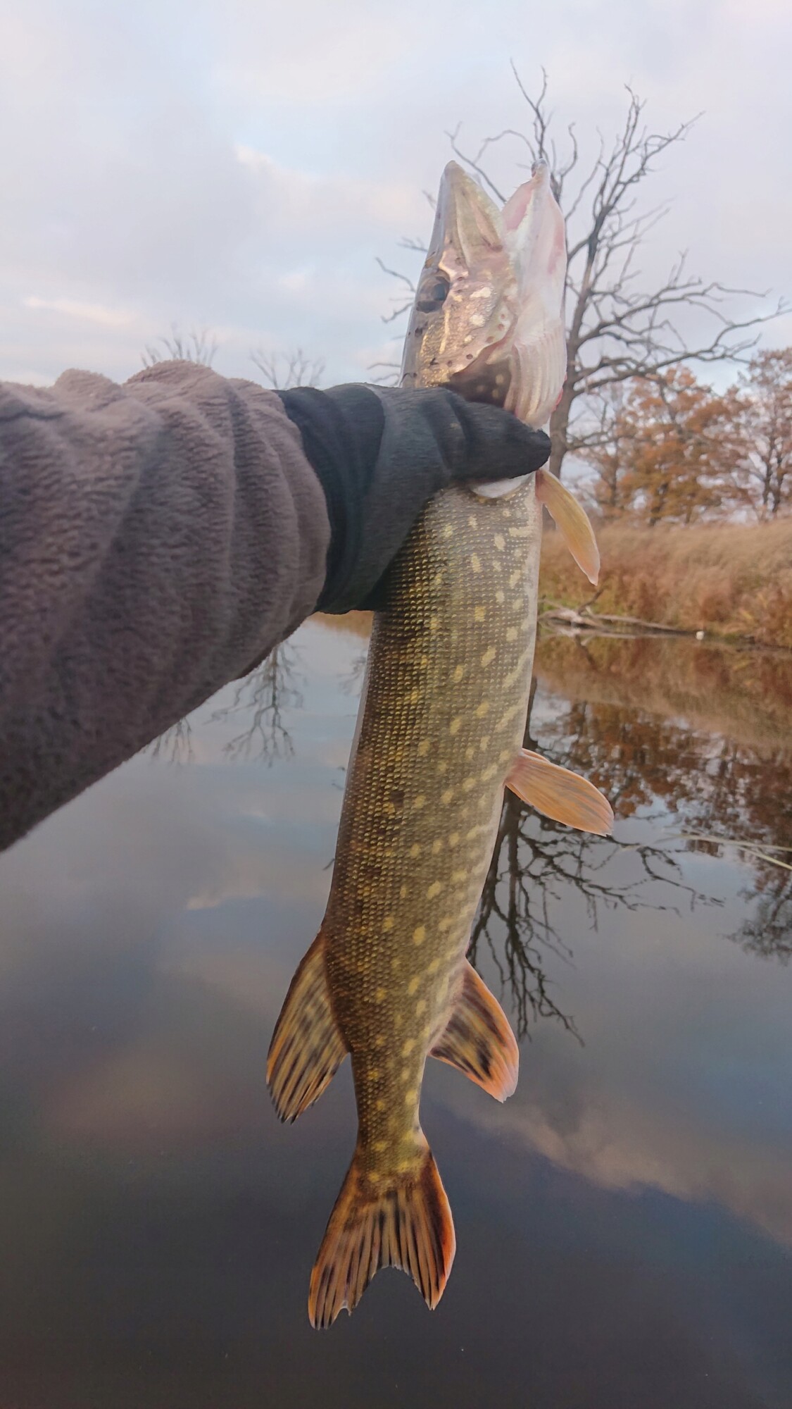Popper flopper whopper sum szczupak sandacz 04 - zdjęcie 9