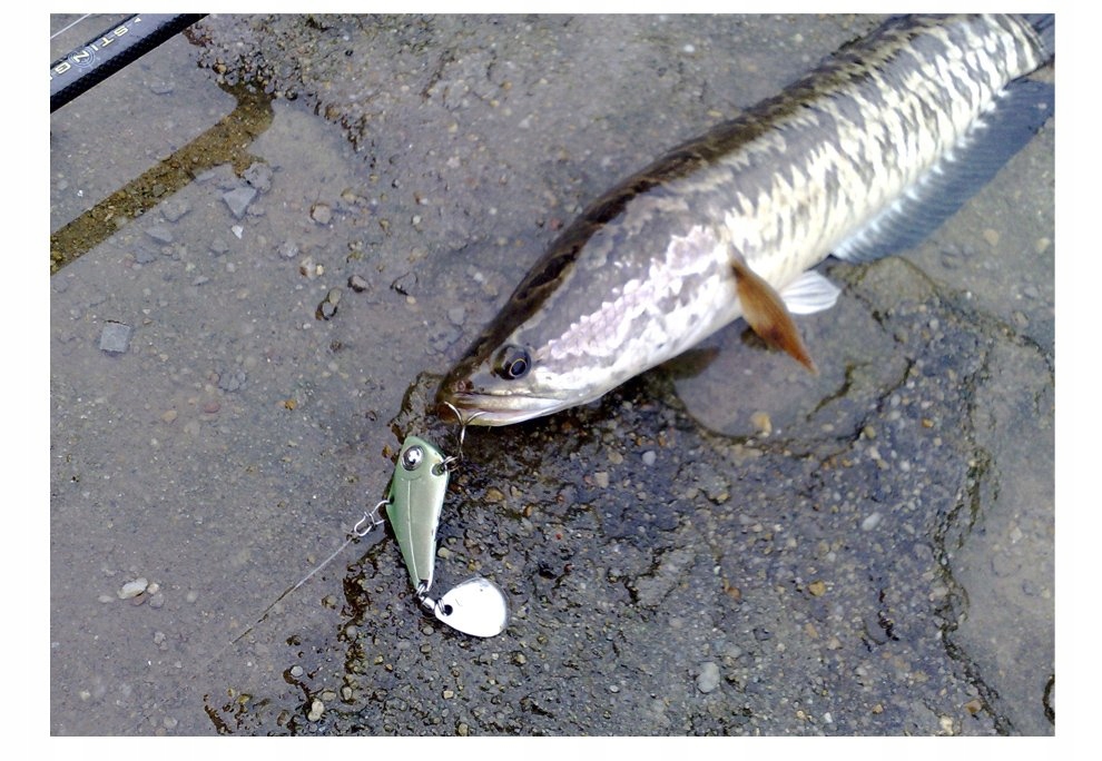 Wobler błystka szczupak sandacz metalowy 18g 8cm - zdjęcie 9