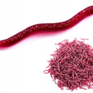 Sztuczne robaki czerwone dżdżownica dendrobena gnojak rosówki 3.5 cm 100x